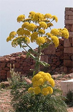 Giant fennel