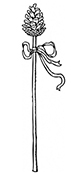 Thyrsus