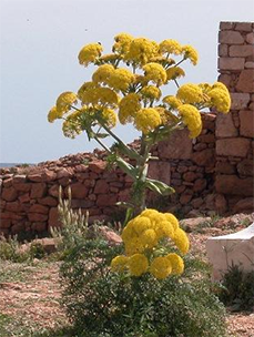 Giant fennel